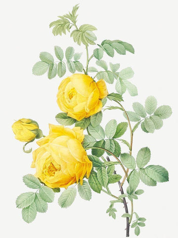 Rosa Hemisphaerica, Yellow Rose of SulfurÂ  Black Ornate Wood Framed Art Print with Double Matting by Redoute, Pierre Joseph
