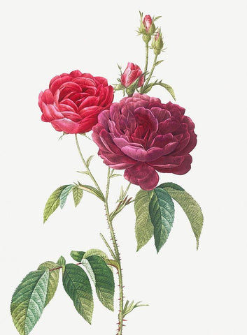 Purple French Rose, Rosa gallica purpuro violacea magna Black Ornate Wood Framed Art Print with Double Matting by Redoute, Pierre Joseph