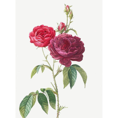 Purple French Rose, Rosa gallica purpuro violacea magna Gold Ornate Wood Framed Art Print with Double Matting by Redoute, Pierre Joseph