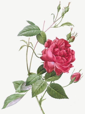 Blood Red Bengal Rose, Rosa indica cruneta Black Ornate Wood Framed Art Print with Double Matting by Redoute, Pierre Joseph
