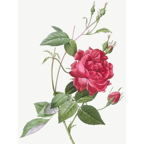 Blood Red Bengal Rose, Rosa indica cruneta Gold Ornate Wood Framed Art Print with Double Matting by Redoute, Pierre Joseph