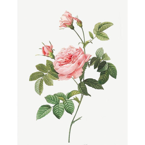 Boursault Rose, Rose Turbine without Thorns, Rosa Inermis Black Modern Wood Framed Art Print by Redoute, Pierre Joseph