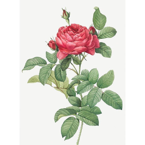 Rosa Gallica Pontiana, Bridge Rose White Modern Wood Framed Art Print by Redoute, Pierre Joseph