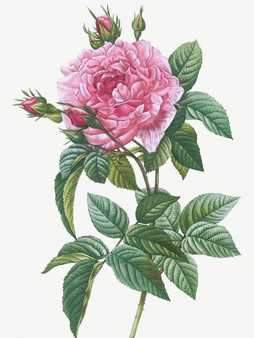 Gallic Rose, Rosa gallica regalis White Modern Wood Framed Art Print with Double Matting by Redoute, Pierre Joseph