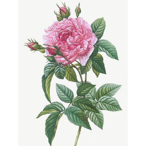 Gallic Rose, Rosa gallica regalis Gold Ornate Wood Framed Art Print with Double Matting by Redoute, Pierre Joseph