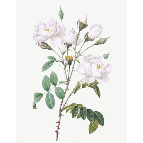 Rosa Campanulata Alba, Pink Bellflowers to White Flowers Gold Ornate Wood Framed Art Print with Double Matting by Redoute, Pierre Joseph