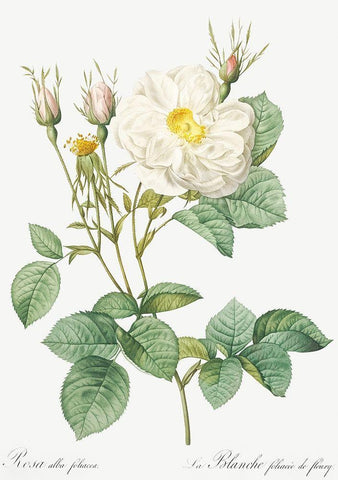 Rosa Alba, White Leaf of Fleury, Rosa alba foliacea Black Ornate Wood Framed Art Print with Double Matting by Redoute, Pierre Joseph