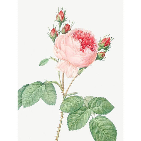 Cabbage Rose, One Hundred Leaved Rose, Rosa centifolia White Modern Wood Framed Art Print by Redoute, Pierre Joseph