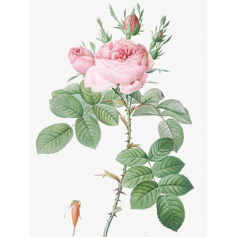 Rosa Bifera Officinalis, Rose of Perfume Black Modern Wood Framed Art Print with Double Matting by Redoute, Pierre Joseph