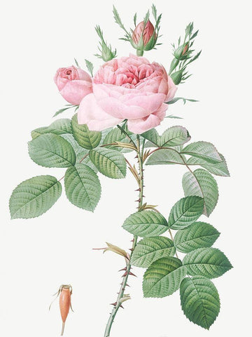 Rosa Bifera Officinalis, Rose of Perfume Black Ornate Wood Framed Art Print with Double Matting by Redoute, Pierre Joseph