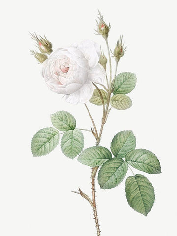 White Moss Rose, Misty Roses with White Flowers, Rosa muscosa alba Black Ornate Wood Framed Art Print with Double Matting by Redoute, Pierre Joseph