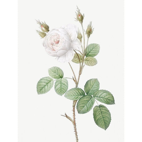 White Moss Rose, Misty Roses with White Flowers, Rosa muscosa alba Gold Ornate Wood Framed Art Print with Double Matting by Redoute, Pierre Joseph