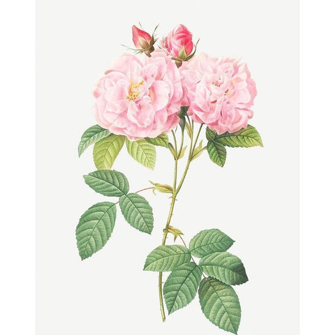 Italian Damask Rose, Four Seasons of Italy, Rosa damascena Italica White Modern Wood Framed Art Print by Redoute, Pierre Joseph