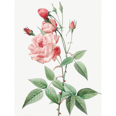 Old Blush China, Common Rose of India, Rosa Indica Vulgaris Gold Ornate Wood Framed Art Print with Double Matting by Redoute, Pierre Joseph