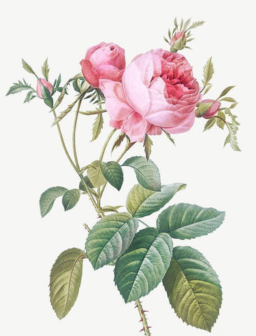 Rose de Mai, Rosa centifolia foliacea Black Ornate Wood Framed Art Print with Double Matting by Redoute, Pierre Joseph
