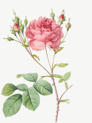 Cumberland Rose, Rosa Centifolia Anglica Rubra Black Ornate Wood Framed Art Print with Double Matting by Redoute, Pierre Joseph