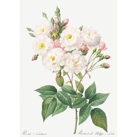 Rosa Noisettiana, Rose of Philippe Noiselle Gold Ornate Wood Framed Art Print with Double Matting by Redoute, Pierre Joseph