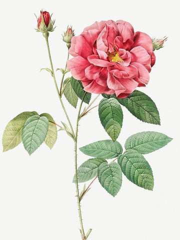 French Rose, Ordinary Provins Rosebush, Rosa galluca offuenalis Black Ornate Wood Framed Art Print with Double Matting by Redoute, Pierre Joseph