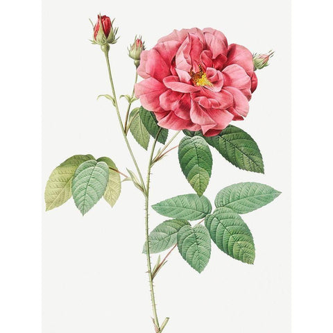 French Rose, Ordinary Provins Rosebush, Rosa galluca offuenalis White Modern Wood Framed Art Print by Redoute, Pierre Joseph