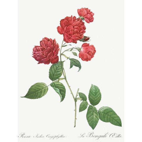 Red Cabbage Rose, Bengal eyelet, Rosa indica caryophyllea White Modern Wood Framed Art Print by Redoute, Pierre Joseph