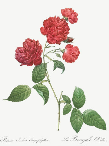 Red Cabbage Rose, Bengal eyelet, Rosa indica caryophyllea Black Ornate Wood Framed Art Print with Double Matting by Redoute, Pierre Joseph