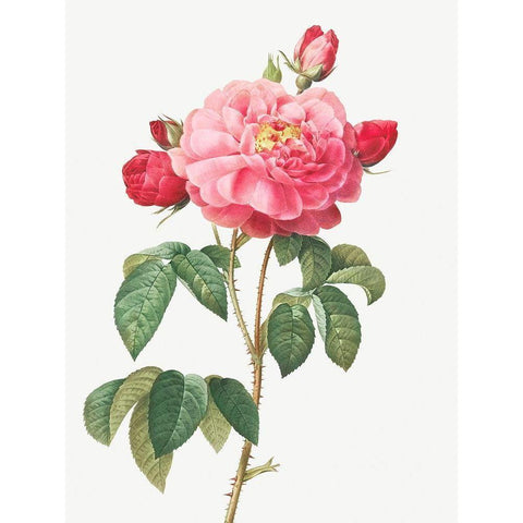 Gallic Rose, Duchess of Orleans, Rosa Gallica Aurelianensis White Modern Wood Framed Art Print by Redoute, Pierre Joseph