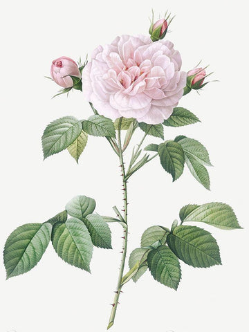Royal White Rose, Rosa alba regalis Black Ornate Wood Framed Art Print with Double Matting by Redoute, Pierre Joseph