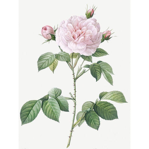 Royal White Rose, Rosa alba regalis Black Modern Wood Framed Art Print with Double Matting by Redoute, Pierre Joseph