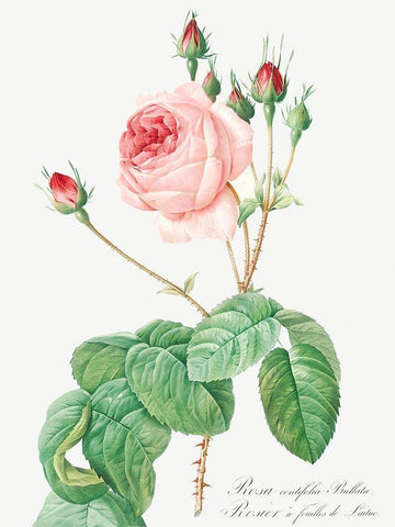 Cabbage Rose, Rosebush with Lettuce Leaves, Rosa centifolia bullata White Modern Wood Framed Art Print with Double Matting by Redoute, Pierre Joseph
