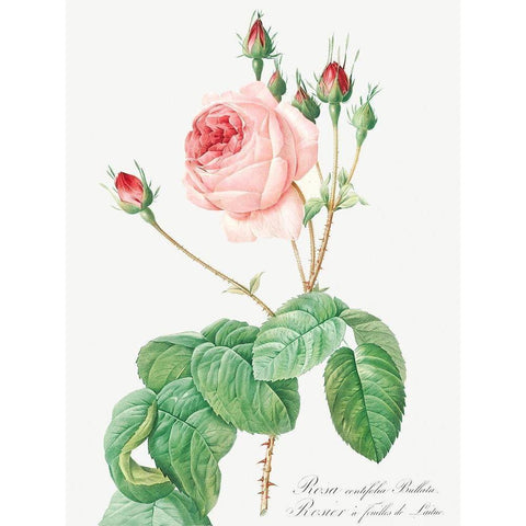 Cabbage Rose, Rosebush with Lettuce Leaves, Rosa centifolia bullata Gold Ornate Wood Framed Art Print with Double Matting by Redoute, Pierre Joseph