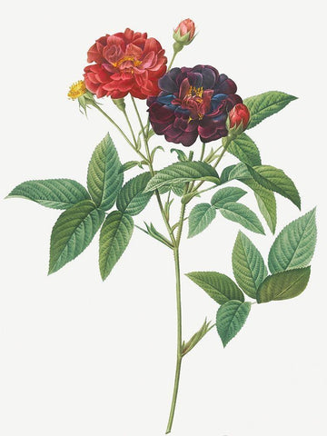 Rose of Van Eeden, Rosa gallica purpurea velutina, parva Black Ornate Wood Framed Art Print with Double Matting by Redoute, Pierre Joseph