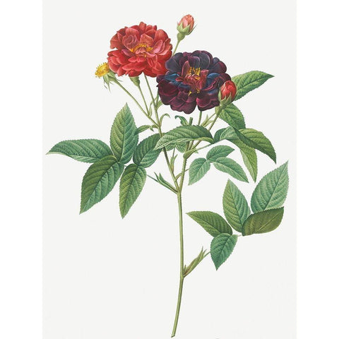 Rose of Van Eeden, Rosa gallica purpurea velutina, parva Black Modern Wood Framed Art Print with Double Matting by Redoute, Pierre Joseph