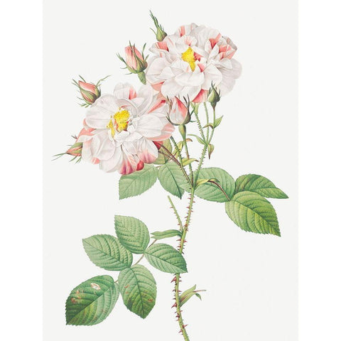 Damask Rose, York and Lancaster Rose, Rosa damascena variegata White Modern Wood Framed Art Print by Redoute, Pierre Joseph