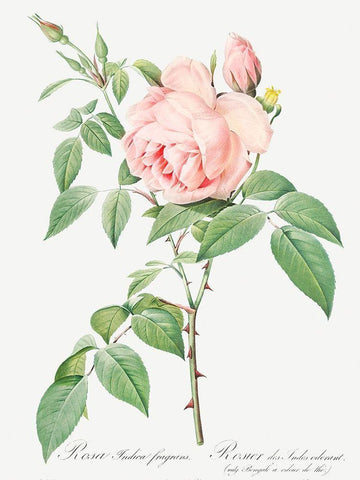 Rosa indica fragrans, Fragrant Rosebush Black Ornate Wood Framed Art Print with Double Matting by Redoute, Pierre Joseph