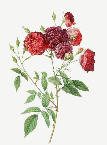Ternaux Rose, Rosebush with almost violet flowers, Rosa indica subviolacea Black Ornate Wood Framed Art Print with Double Matting by Redoute, Pierre Joseph