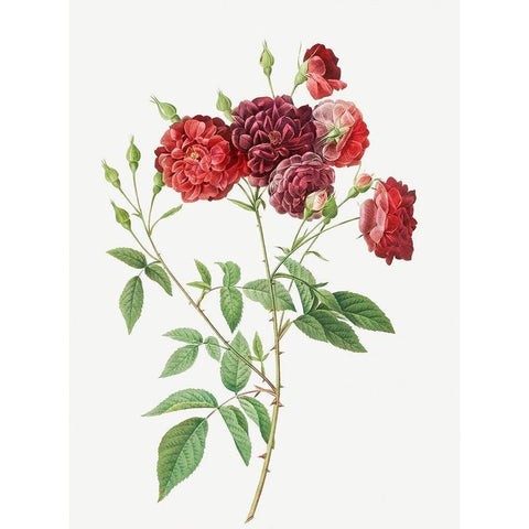 Ternaux Rose, Rosebush with almost violet flowers, Rosa indica subviolacea Gold Ornate Wood Framed Art Print with Double Matting by Redoute, Pierre Joseph