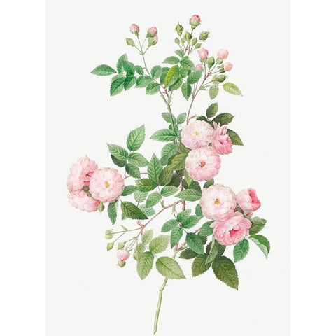 Flesh Pink Multiflora, Rosa multiflora carnea White Modern Wood Framed Art Print by Redoute, Pierre Joseph