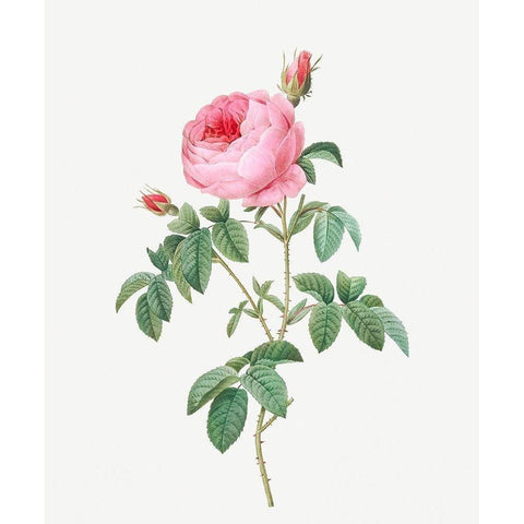 Burgundy Cabbage Rose, the Hundred-Leaves of Bordeaux, Rosa centifolia urgundiaca White Modern Wood Framed Art Print by Redoute, Pierre Joseph