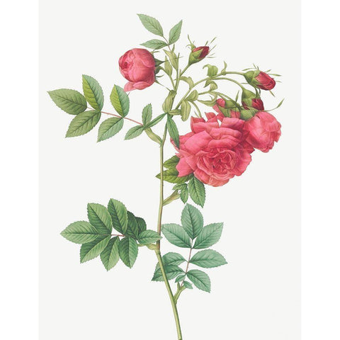 Turnip Roses, Rosa rapa White Modern Wood Framed Art Print by Redoute, Pierre Joseph
