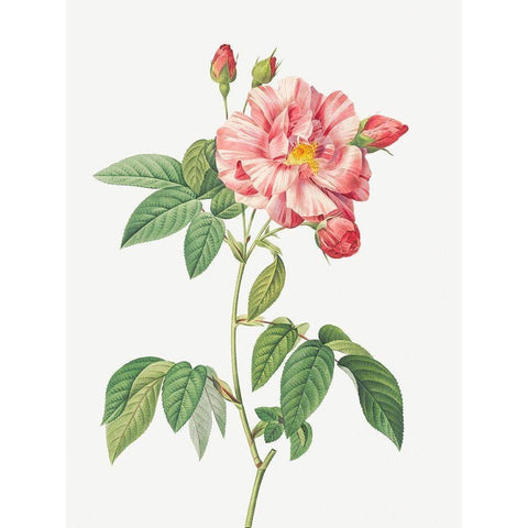 Rosa Mundi, French Rosebush with Varigated Flowers, Rosa gallica versicolor Gold Ornate Wood Framed Art Print with Double Matting by Redoute, Pierre Joseph