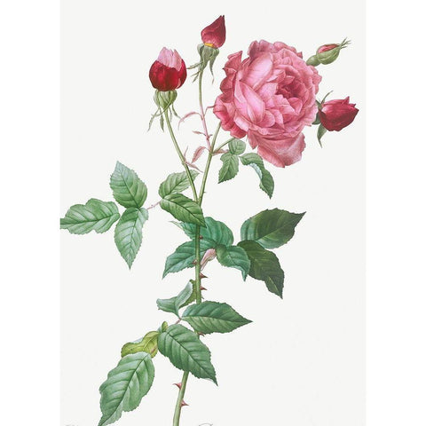 Provence Rose, Rosa indica Black Modern Wood Framed Art Print by Redoute, Pierre Joseph