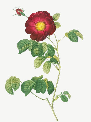 Simple Flowered French Rose, Rosa reclinata flore simplici Black Ornate Wood Framed Art Print with Double Matting by Redoute, Pierre Joseph