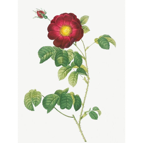 Simple Flowered French Rose, Rosa reclinata flore simplici White Modern Wood Framed Art Print by Redoute, Pierre Joseph