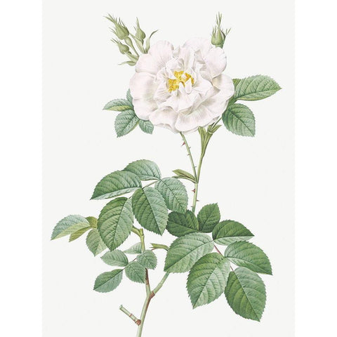 Rosa Alba Flore Pleno, Ordinary White Rose Gold Ornate Wood Framed Art Print with Double Matting by Redoute, Pierre Joseph