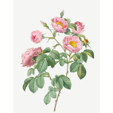 Tomentose Rose, Rosebush with Soft Leaves, Rosa mollissima Gold Ornate Wood Framed Art Print with Double Matting by Redoute, Pierre Joseph