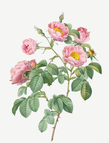 Tomentose Rose, Rosebush with Soft Leaves, Rosa mollissima Black Ornate Wood Framed Art Print with Double Matting by Redoute, Pierre Joseph