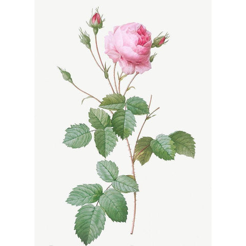 Crenate Leaved Cabbage Rose, Rosa centifolia crenata Black Modern Wood Framed Art Print by Redoute, Pierre Joseph