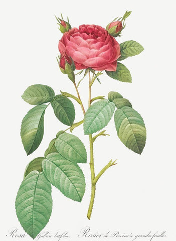 Gallic Rose, Rose of Provins with Large Leaves, Rosa gallica latifolia Black Ornate Wood Framed Art Print with Double Matting by Redoute, Pierre Joseph