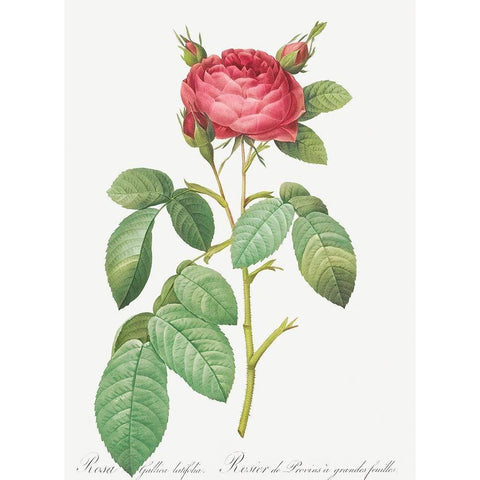 Gallic Rose, Rose of Provins with Large Leaves, Rosa gallica latifolia Black Modern Wood Framed Art Print by Redoute, Pierre Joseph