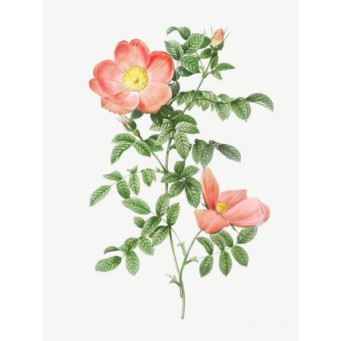 Red sweet brier, Cherry Rosehip, Rosa eglanteria sub rubra White Modern Wood Framed Art Print by Redoute, Pierre Joseph
